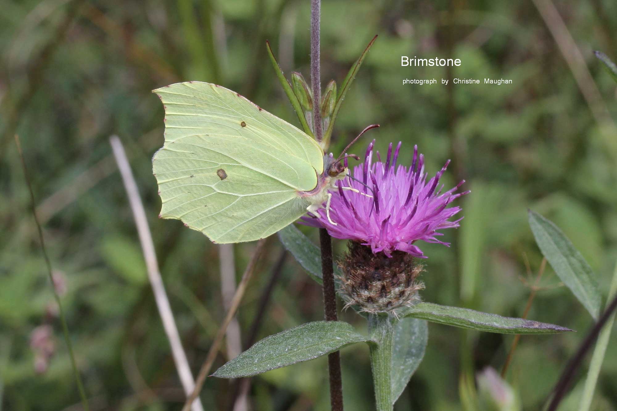 image of Brimstone butterfly
