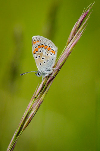 cut out picture of brown argus butterfly
