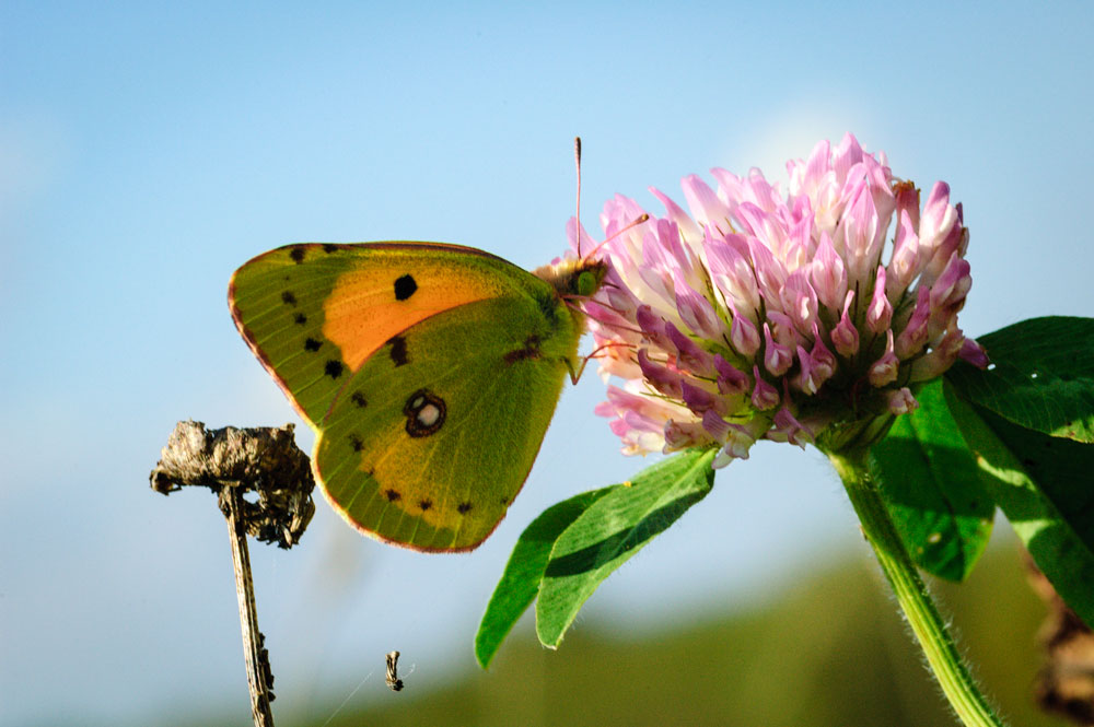 Image of Clouded Yellow