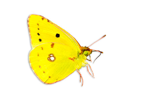 cut out picture of clouded yellow