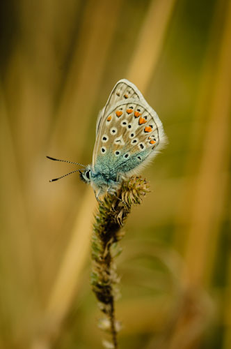 cut out picture of common blue butterfly
