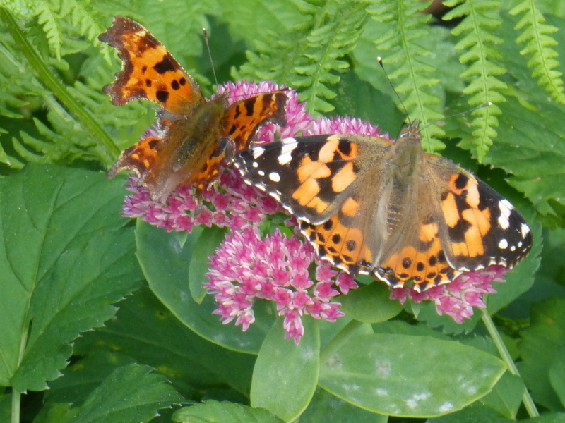 Image of Painted Lady and Comma