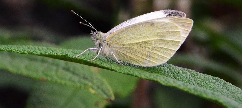 Image of Small White