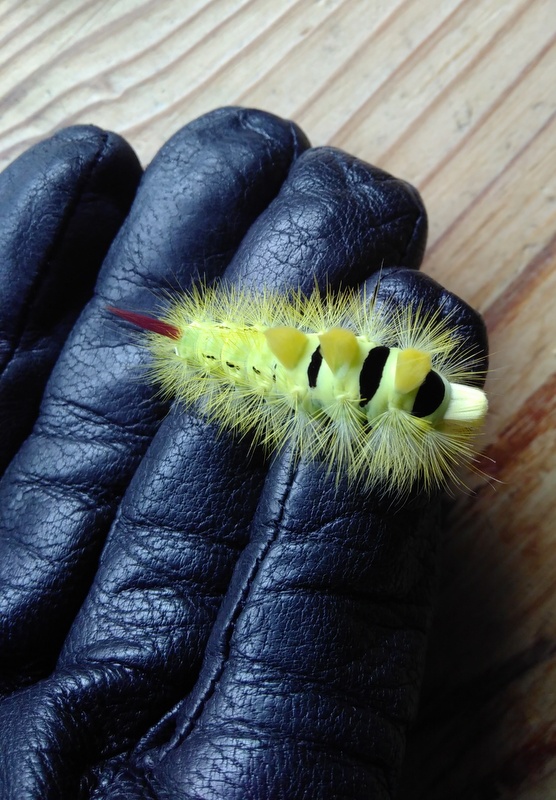 Image of Pale Tussock caterpillar
