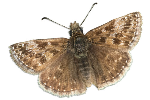 Dingy Skipper