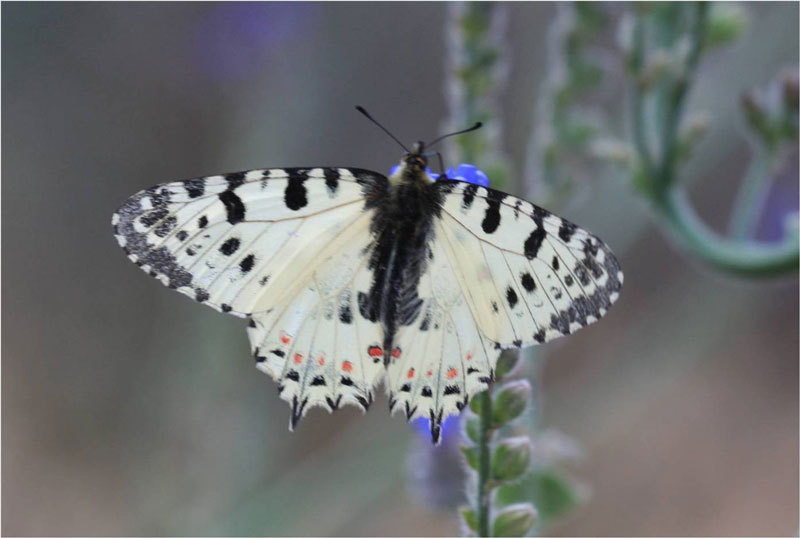 Eastern Festoon