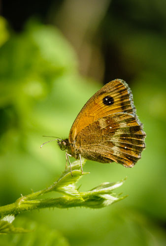 picture of Gatekeeper butterfly