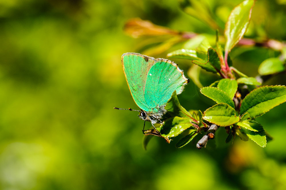 Green Hairstreak