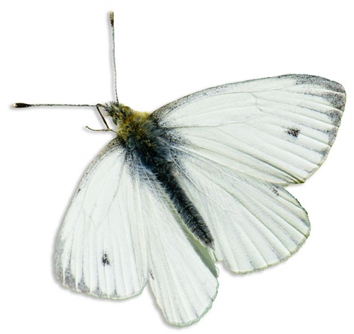 cut out picture of green-veined white butterfly