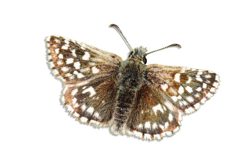 Grizzled Skipper