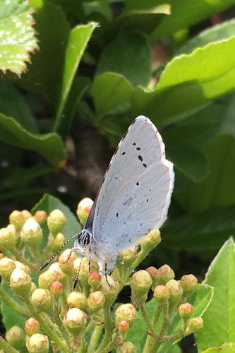 cut out picture of common blue butterfly