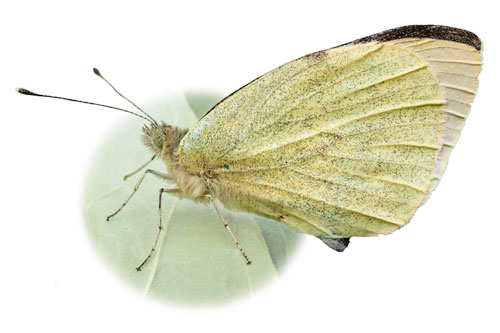 cut out picture of large white butterfly