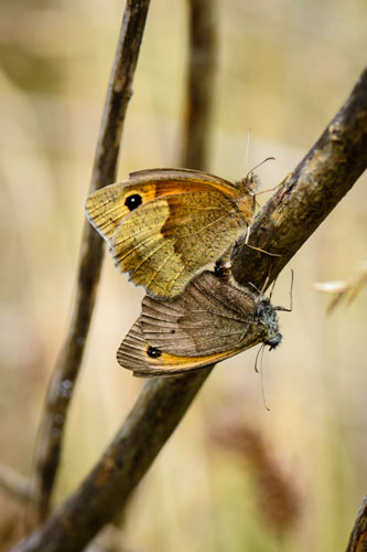 picture of Meadow Brown butterfly