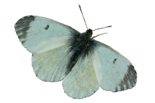 cut out picture of orange-tip butterfly