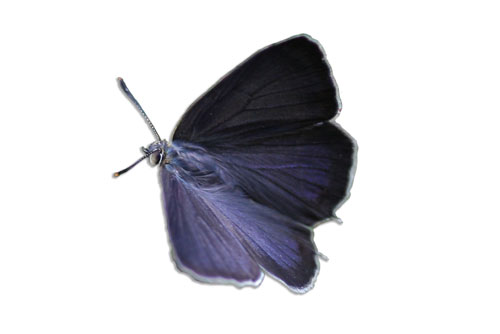 cut out picture of purple-hairstreak butterfly