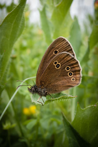 picture of Ringlet butterfly