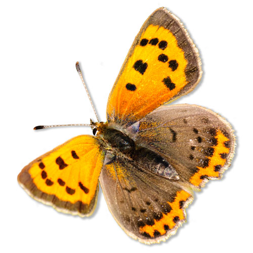 cut out picture of small copper butterfly