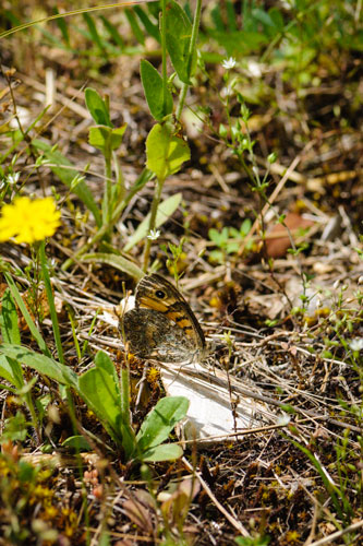 picture of Wall butterfly