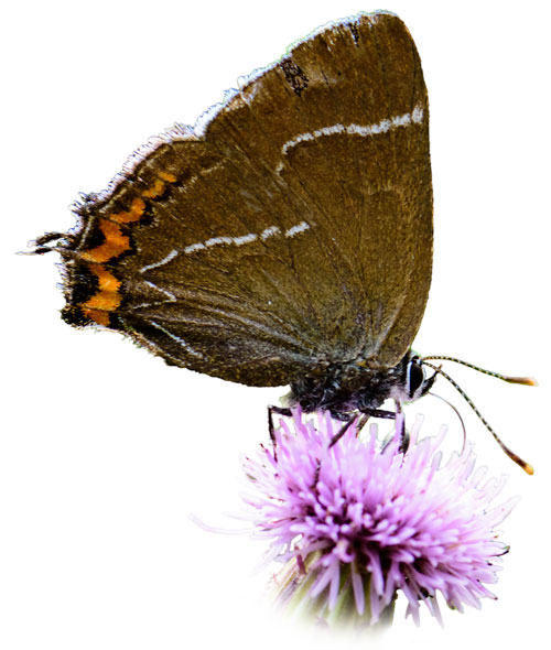 cut out picture of purple-hairstreak butterfly