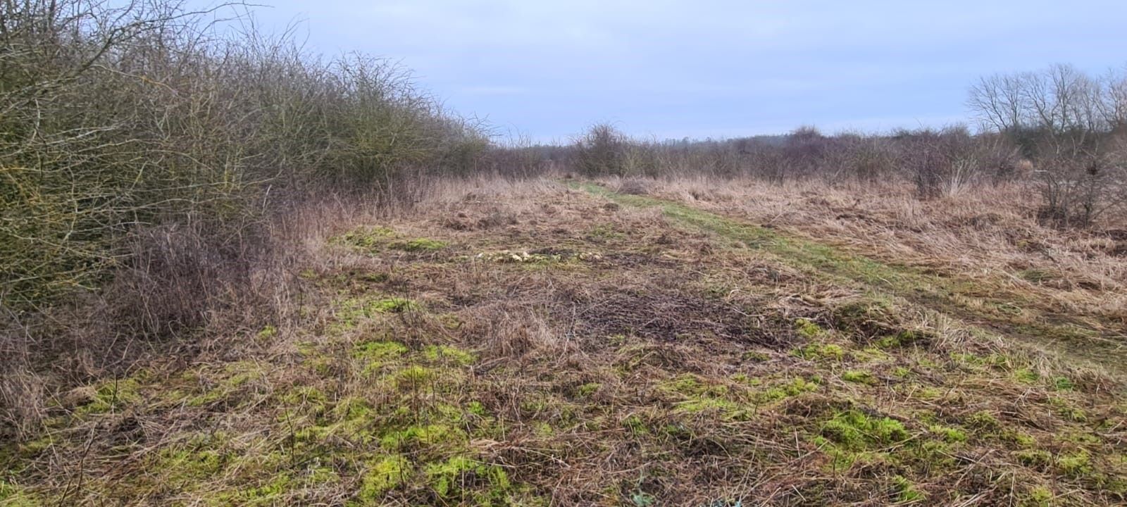 scrub clearance after