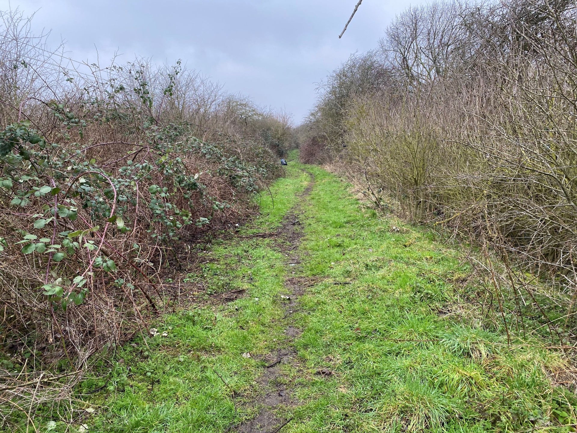 Scrub clearance before