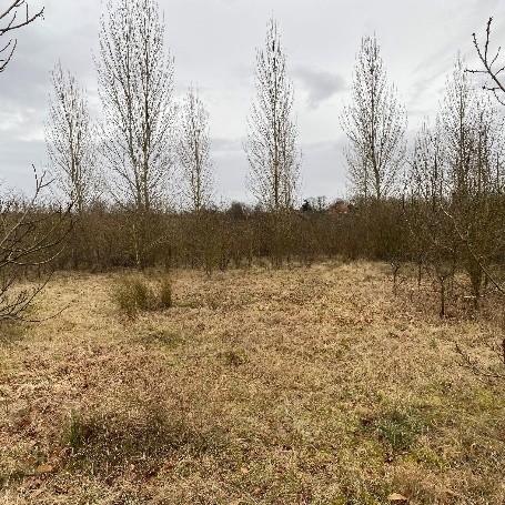 scrub clearance after