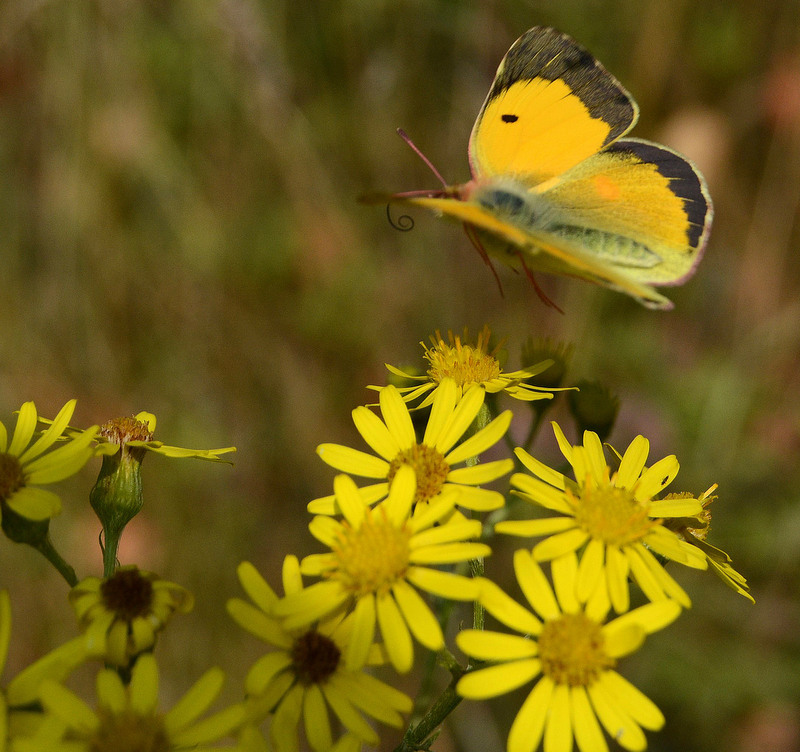 Clouded Yellow in flight - Forge site - Pete Clark