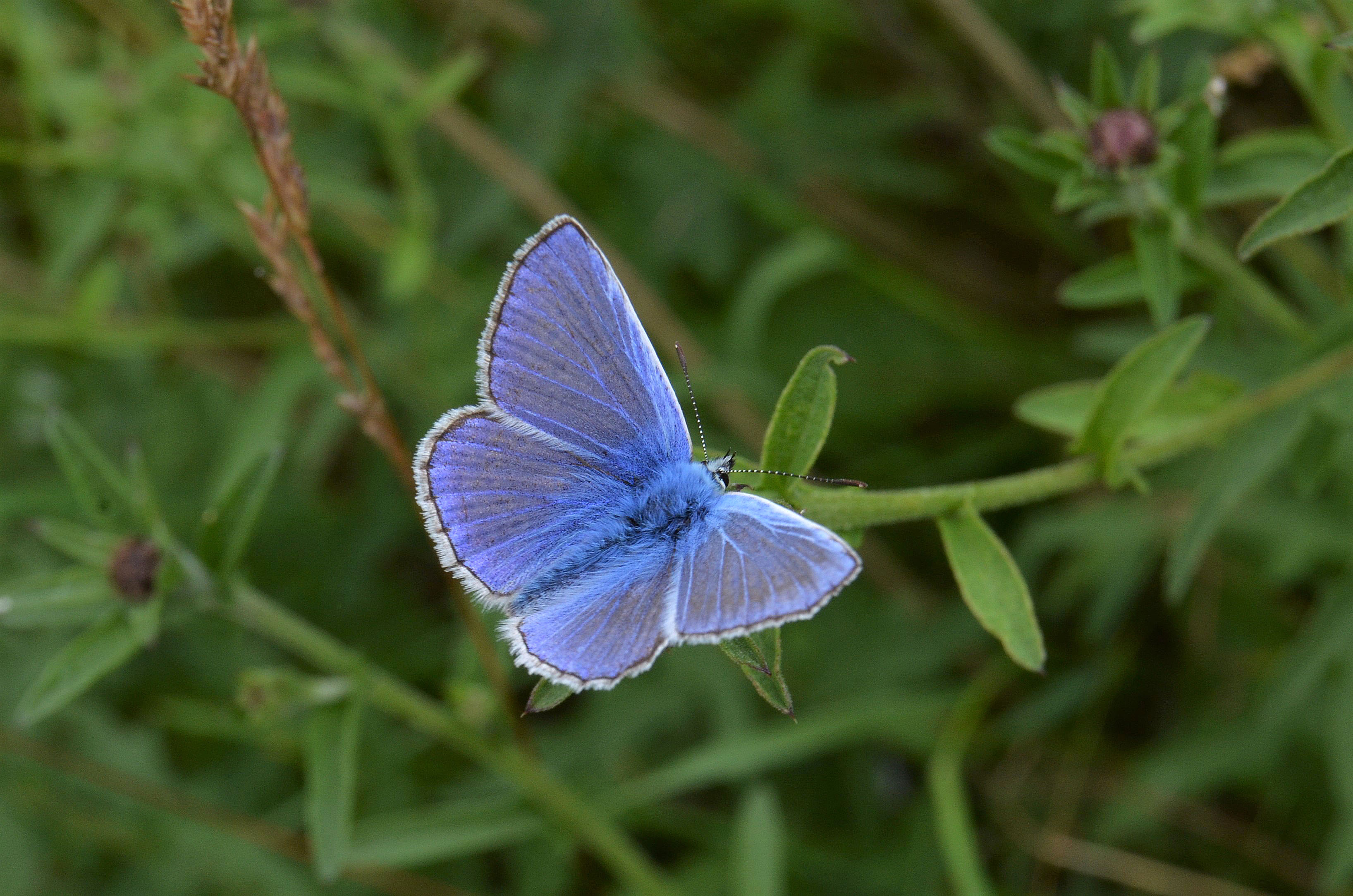 Common Blue butterfly