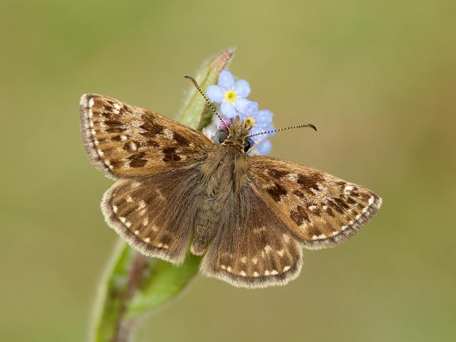 Dingy Skipper