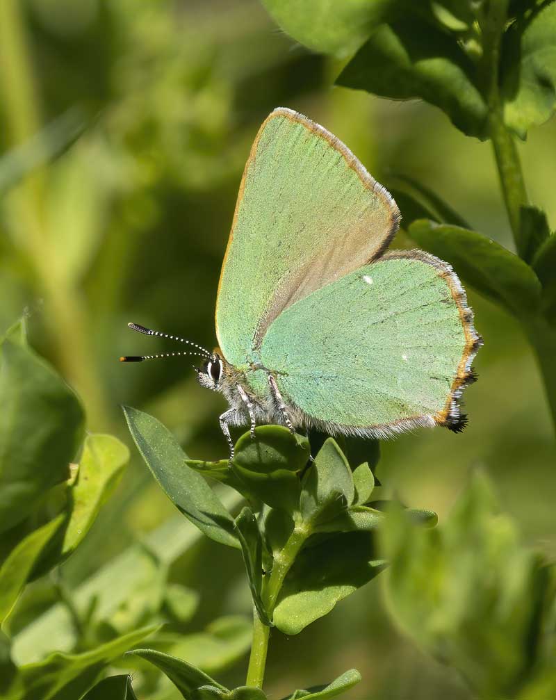 Image of Green Hairstreak