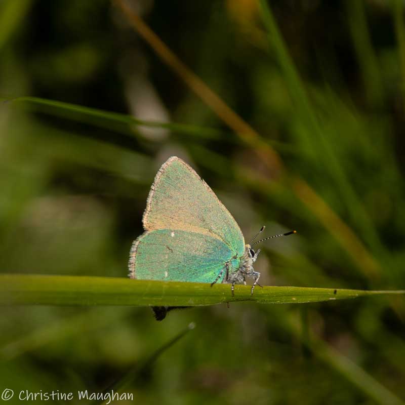 Green Hairstreak