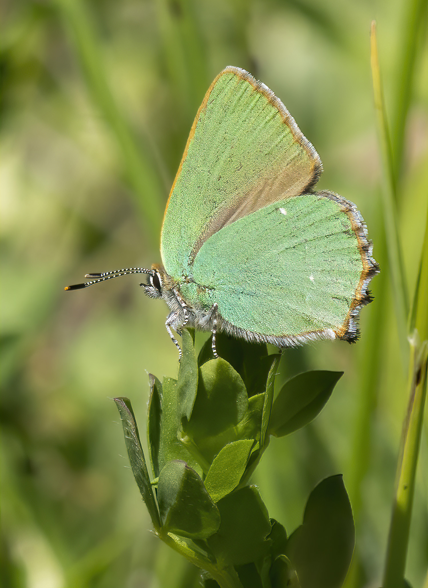 image of Green Hairstreak