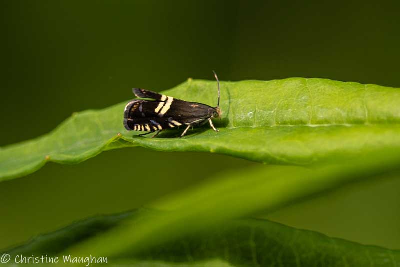 Liquorice Piercer moth