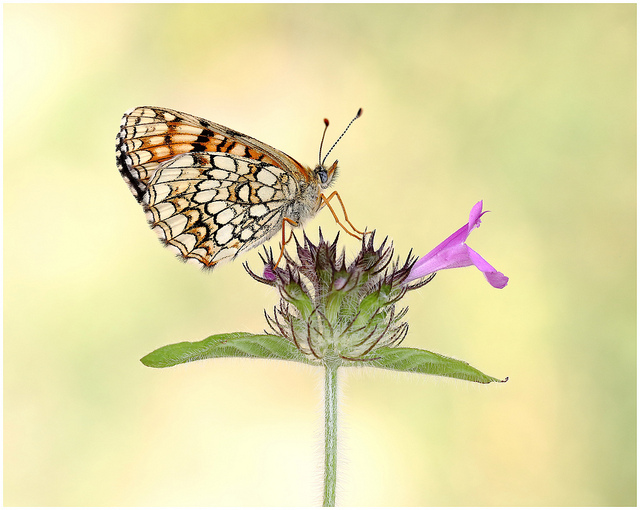 False Heath Fritilary