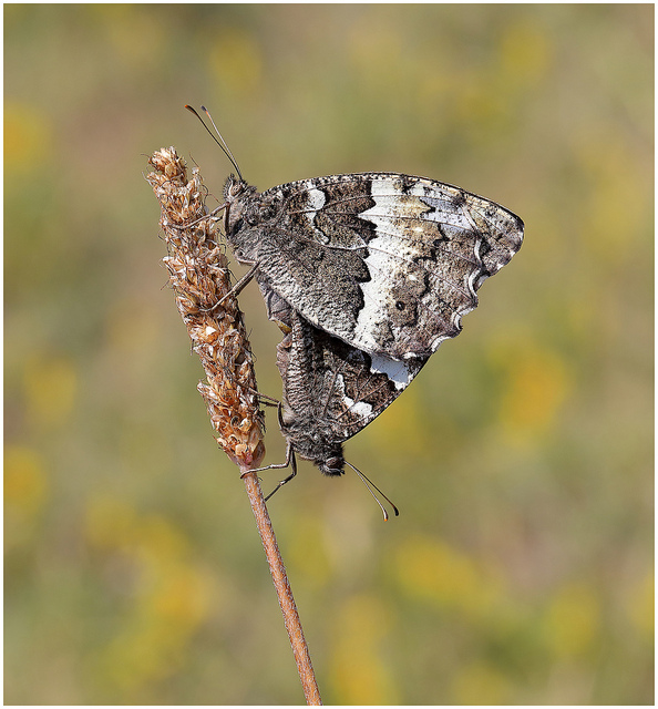 Great Banded Grayling