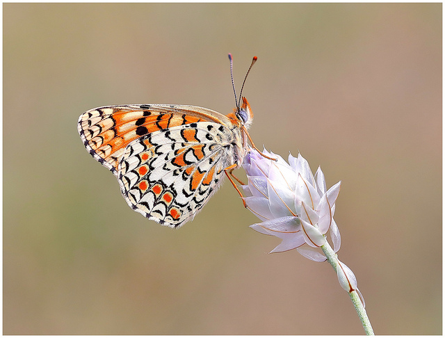 Knapweed Fritillary