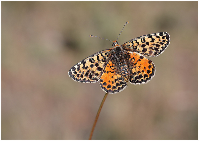 Spotted Fritillary