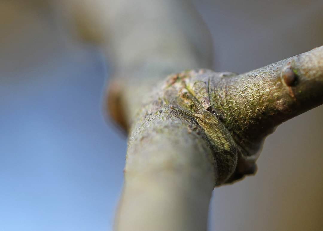 image of purple emperor larva