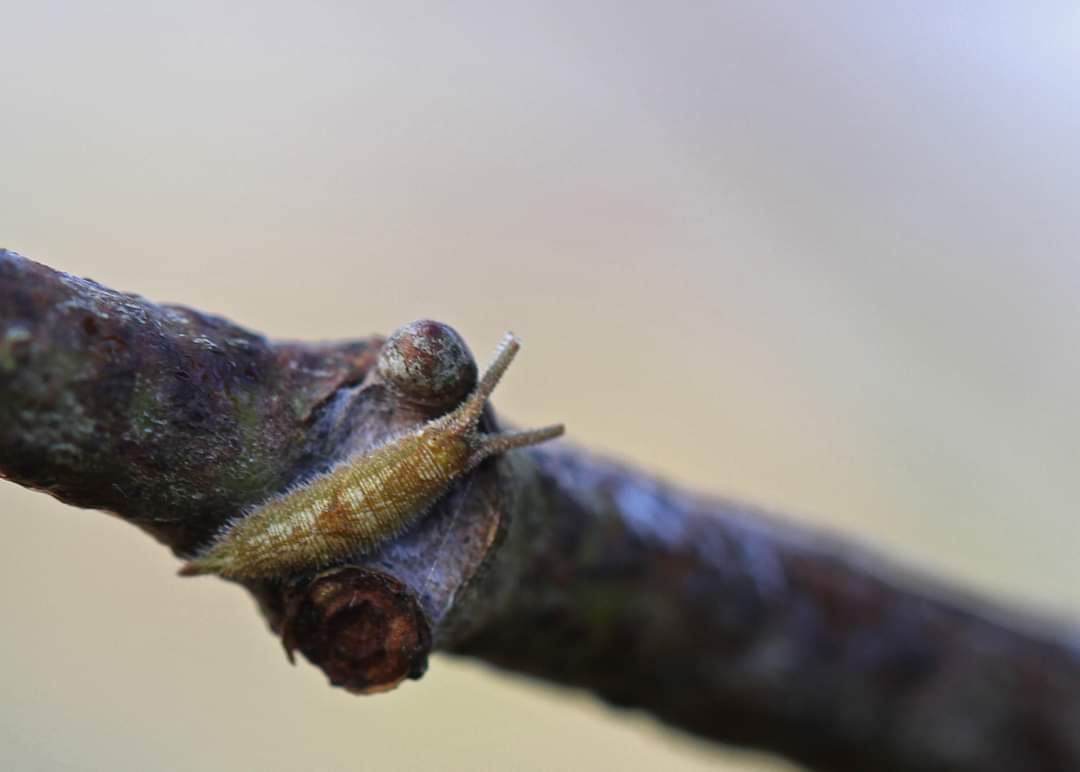 image of purple emperor larva