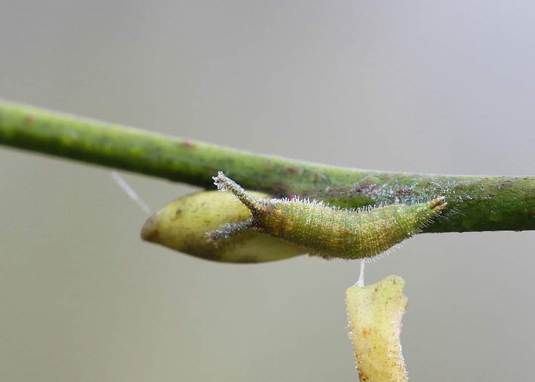 image of purple emperor larva