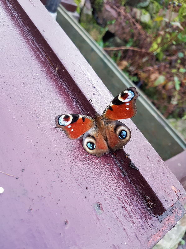 Image of Peacock