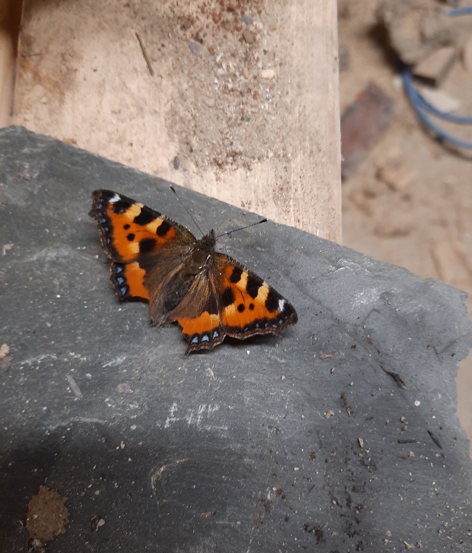 Image of Small Tortoiseshell