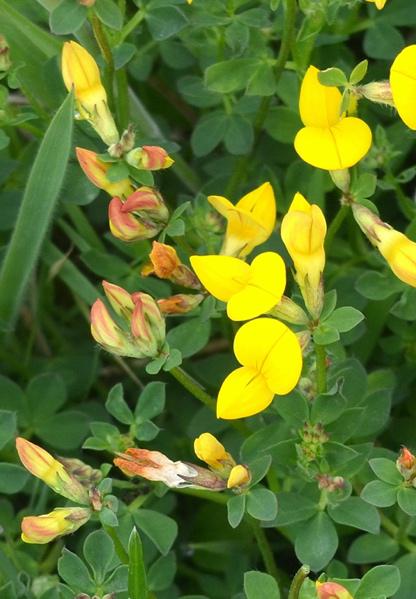 Image of Bird's-foot Trefoil