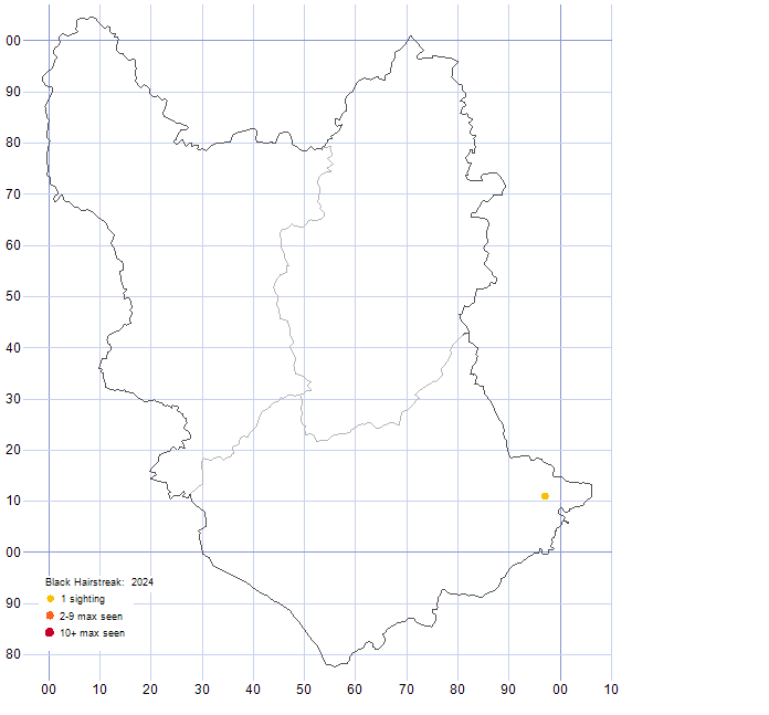 Black Hairstreak distribution map 2024