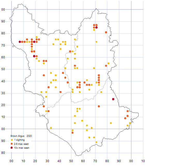 Brown Argus distribution map 2020
