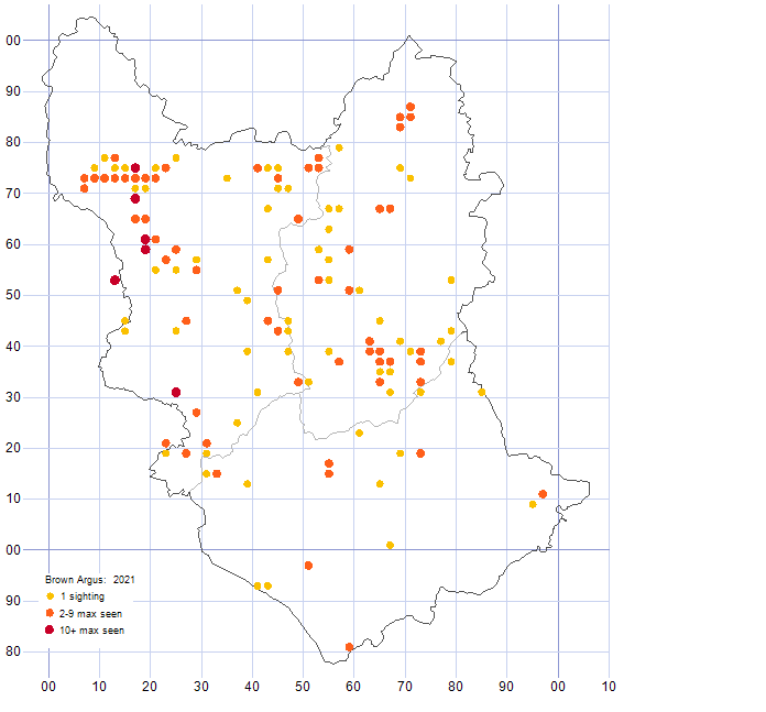 Brown Argus distribution map 2021