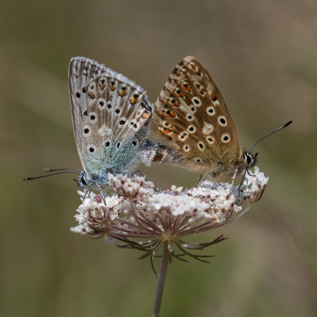 Chalk Hill Blue  Butterfly Conservation