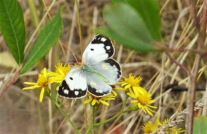 Clouded Yellow