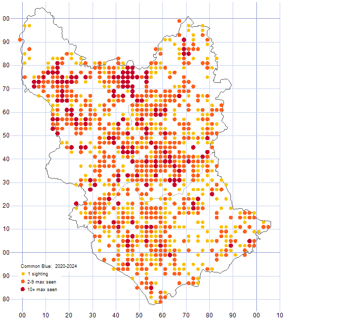 Common Blue distribution map 2020-24