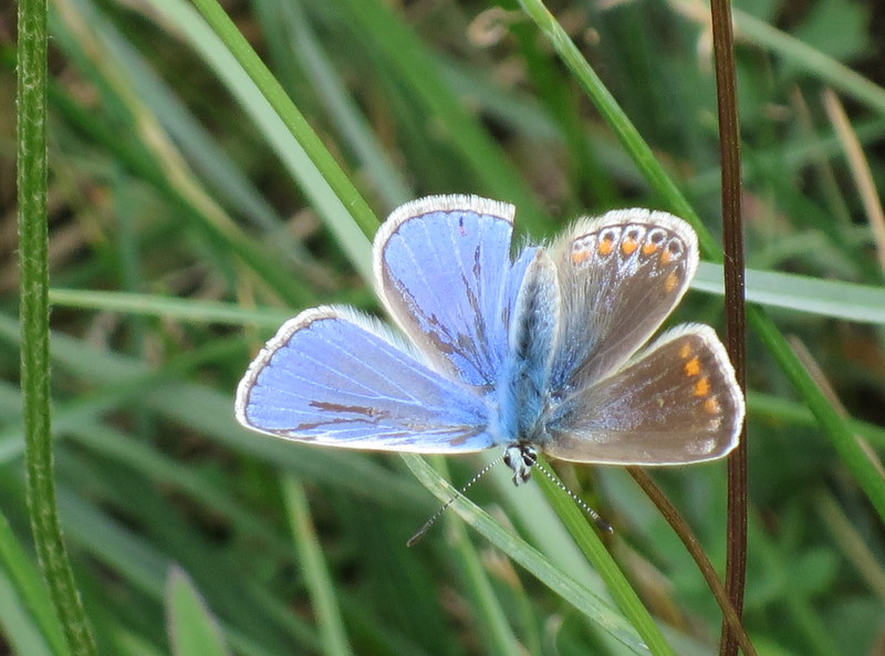 Common Blue